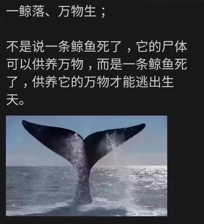 万物皆有因果，鲸鲸你少吃点！ ​​​