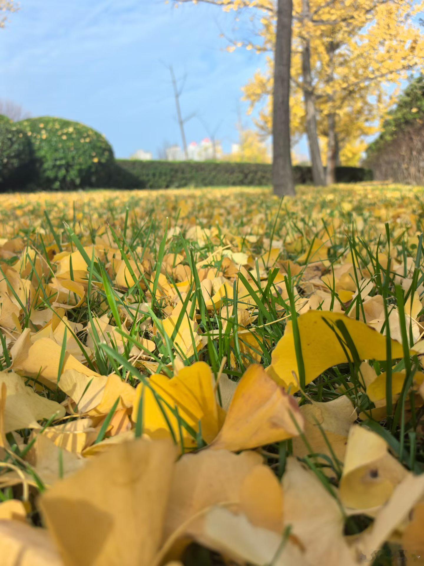 要与金黄的秋天告别了，满地开始落叶，冬天要来了