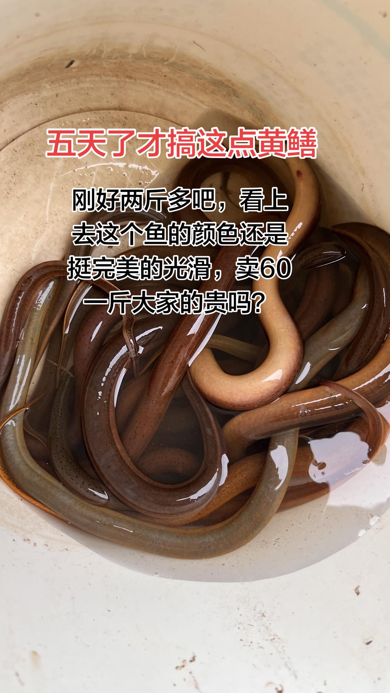 搞了五天才两斤，多一点点，实在累又辛苦。希望钓鱼佬不要眼红，我们这些底层的老百姓