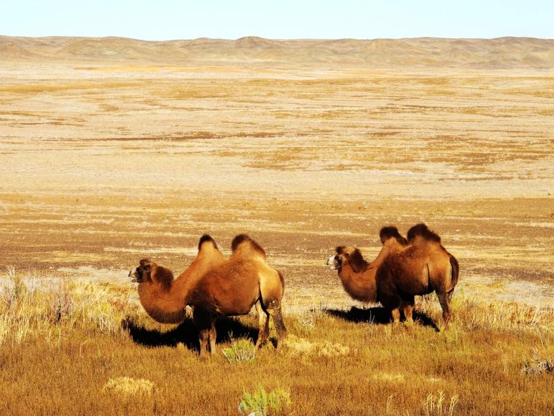 【马在沙漠里碰见了骆驼，马嘲笑骆驼的背说："嘿，老兄你的背真丑！"骆驼没有理马只