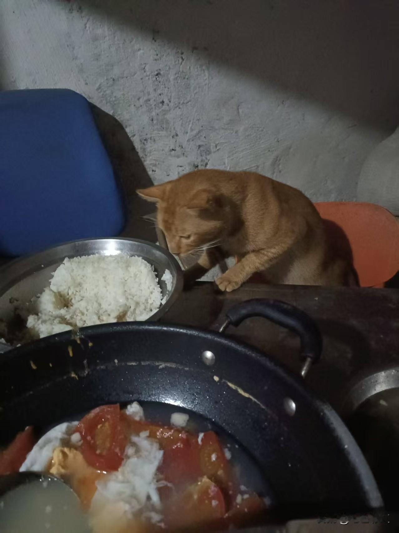 养猫最讨厌它们跳到桌子上偷菜吃了，一秒钟没注意看就上来偷吃了，弄到菜很脏，气得我