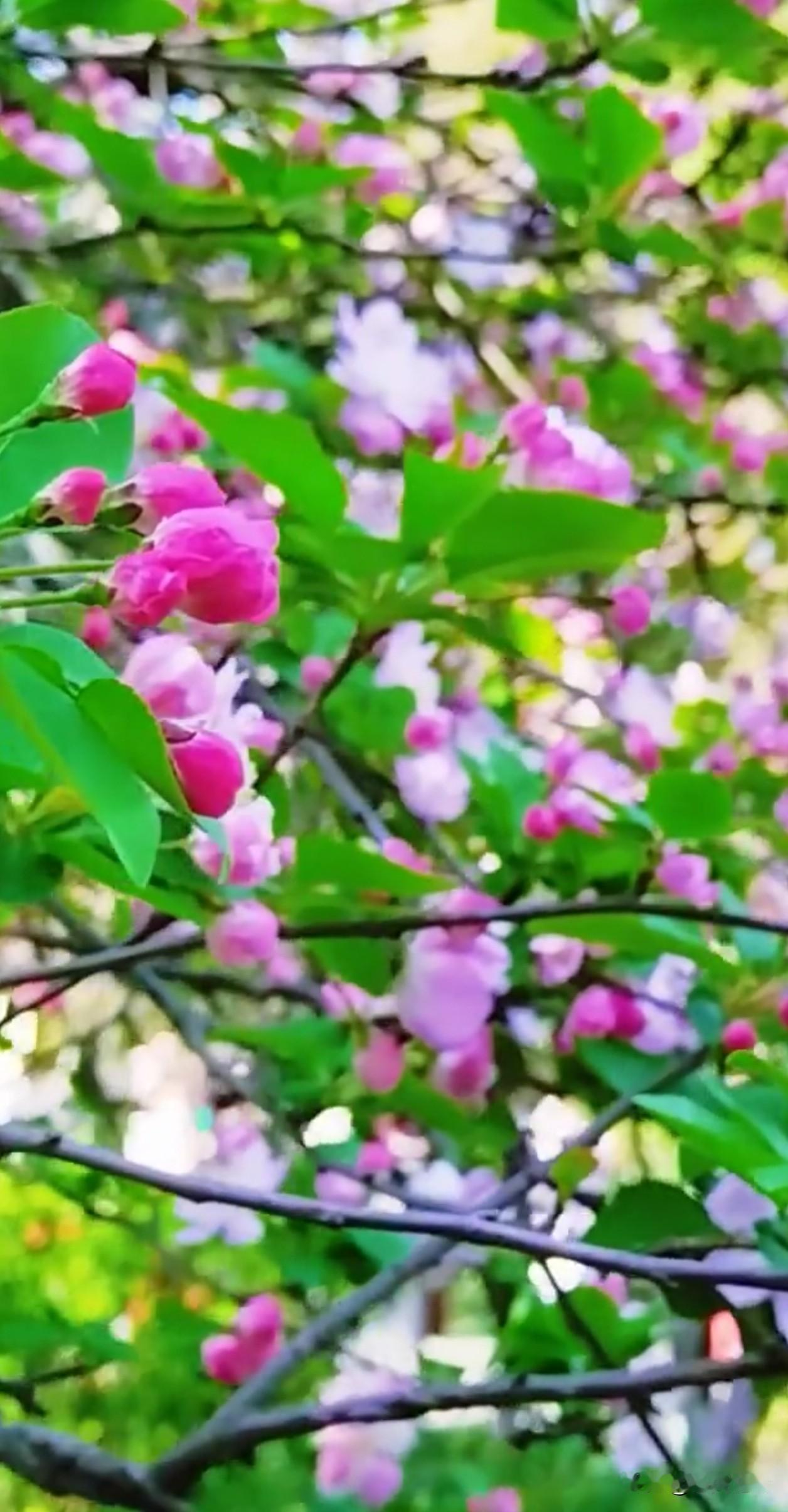 风一吹，垂丝海棠就带着春日的温柔轻轻晃，粉白花瓣像把细碎的浪漫撒进了时光里。原来
