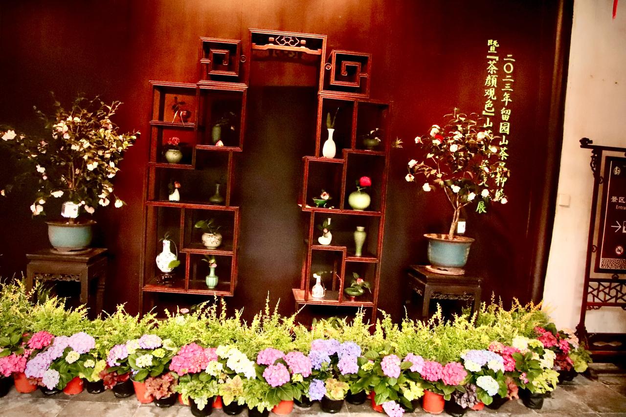 留园2023年山茶花展！