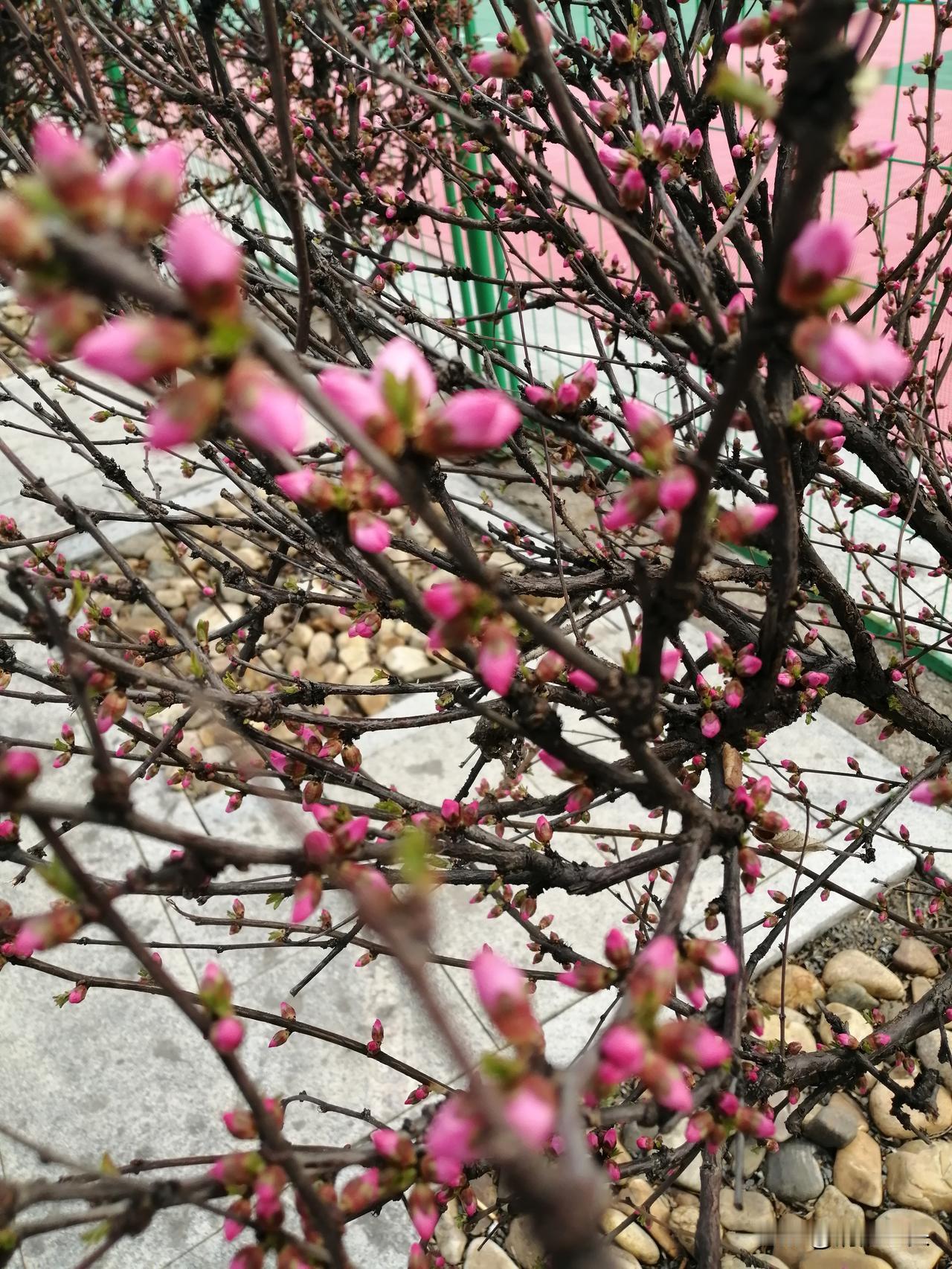 今儿下午陪老伴逛大商家楼下旺角超市，我就拎着筐打算买点青菜晚上包饺子，一转头就看