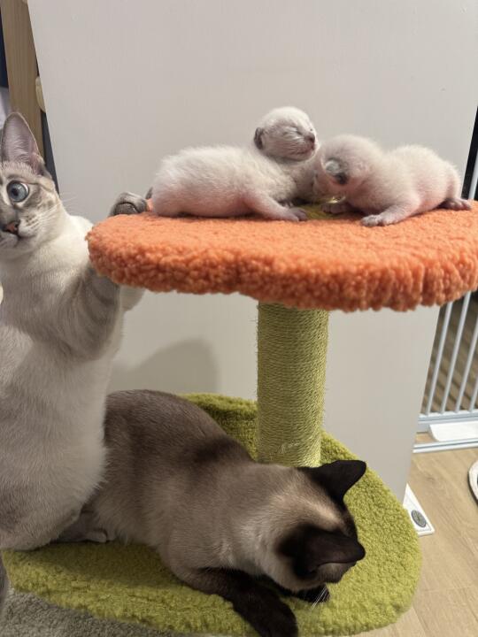 ee想看小猫咪🐱