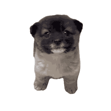 神秘狗动图 