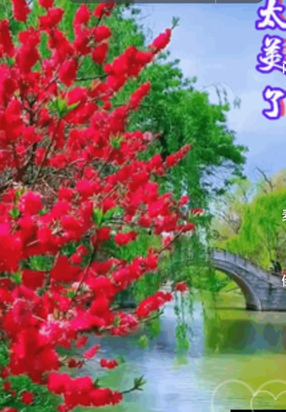 红叶映桥影，美不胜收。