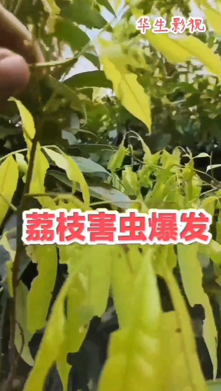 荔枝害虫爆发。
华生影视。
连日的暴雨耽误了荔枝害虫的灭杀，虫体绿色很难发现。