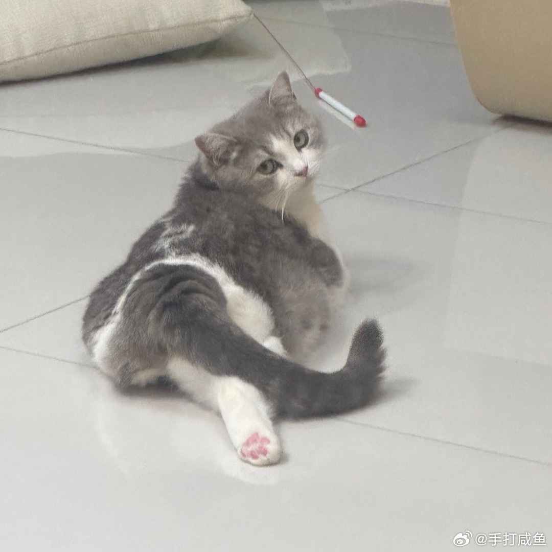 小猫又有什么坏心思呢