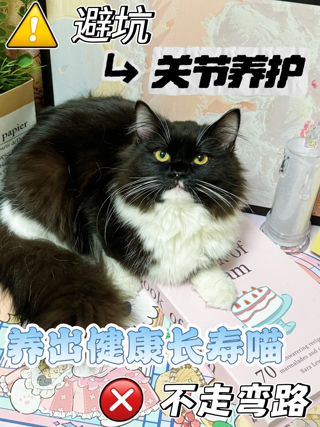关于多猫家庭养护关节之软骨素篇