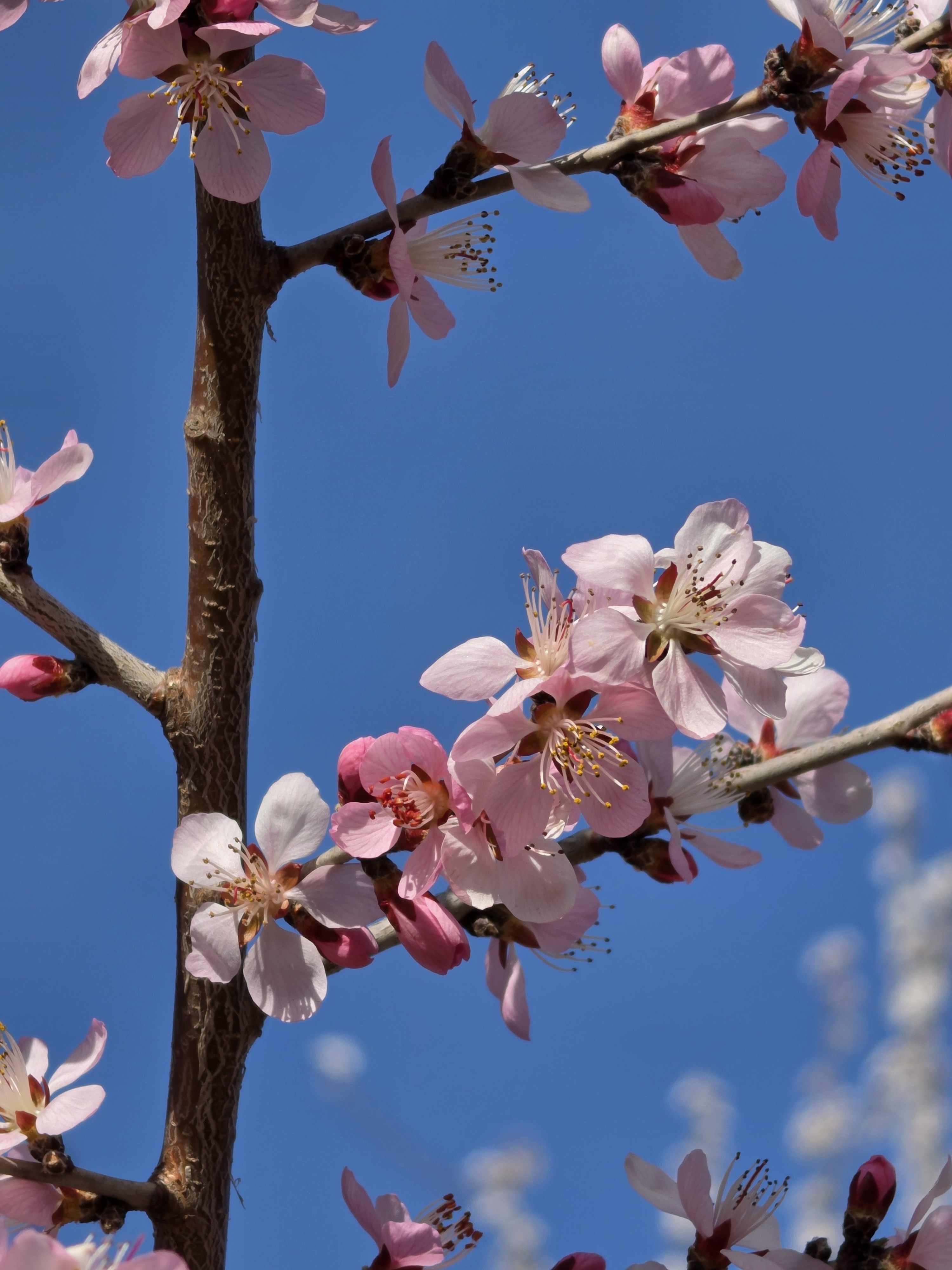 无奖竞猜，猜猜这是哪一款手机拍摄的10x照片。 