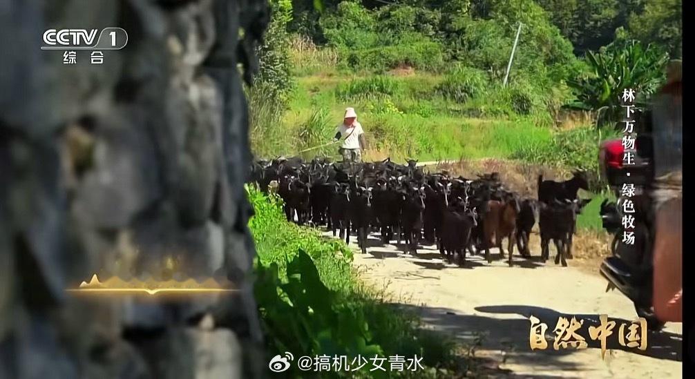 湖南油桐林山羊立大功哇塞上热搜了！永州最近好喧嚣啊～湘超战胜了老大哥长沙队，让永