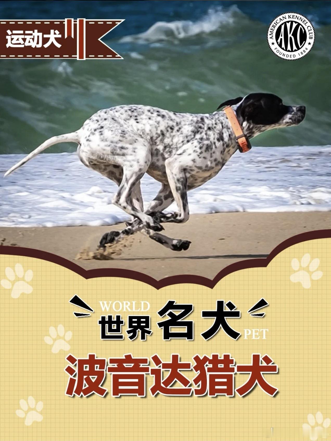 波音达色板，我们元宝应该是最后一款black ticked，黑色斑纹。电影《10