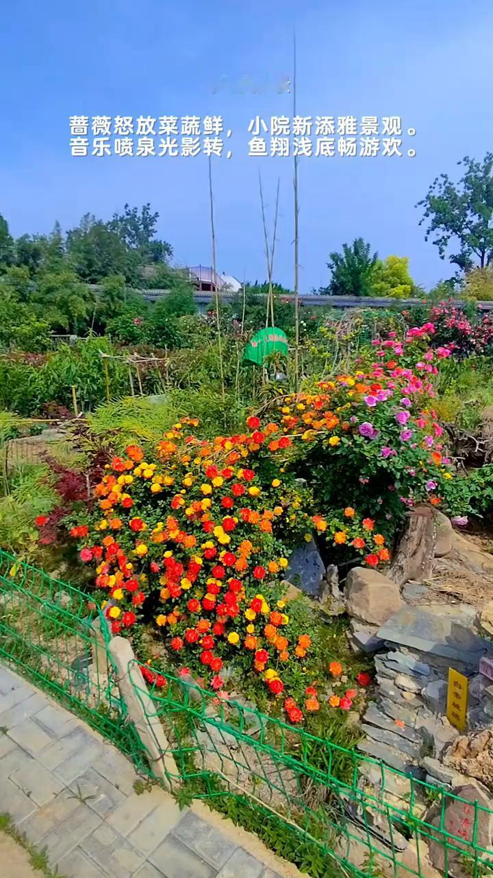 菜园新景。
蔷薇怒放菜蔬鲜，小院新添雅景观。音乐喷泉光影转，鱼翔浅底畅游欢。