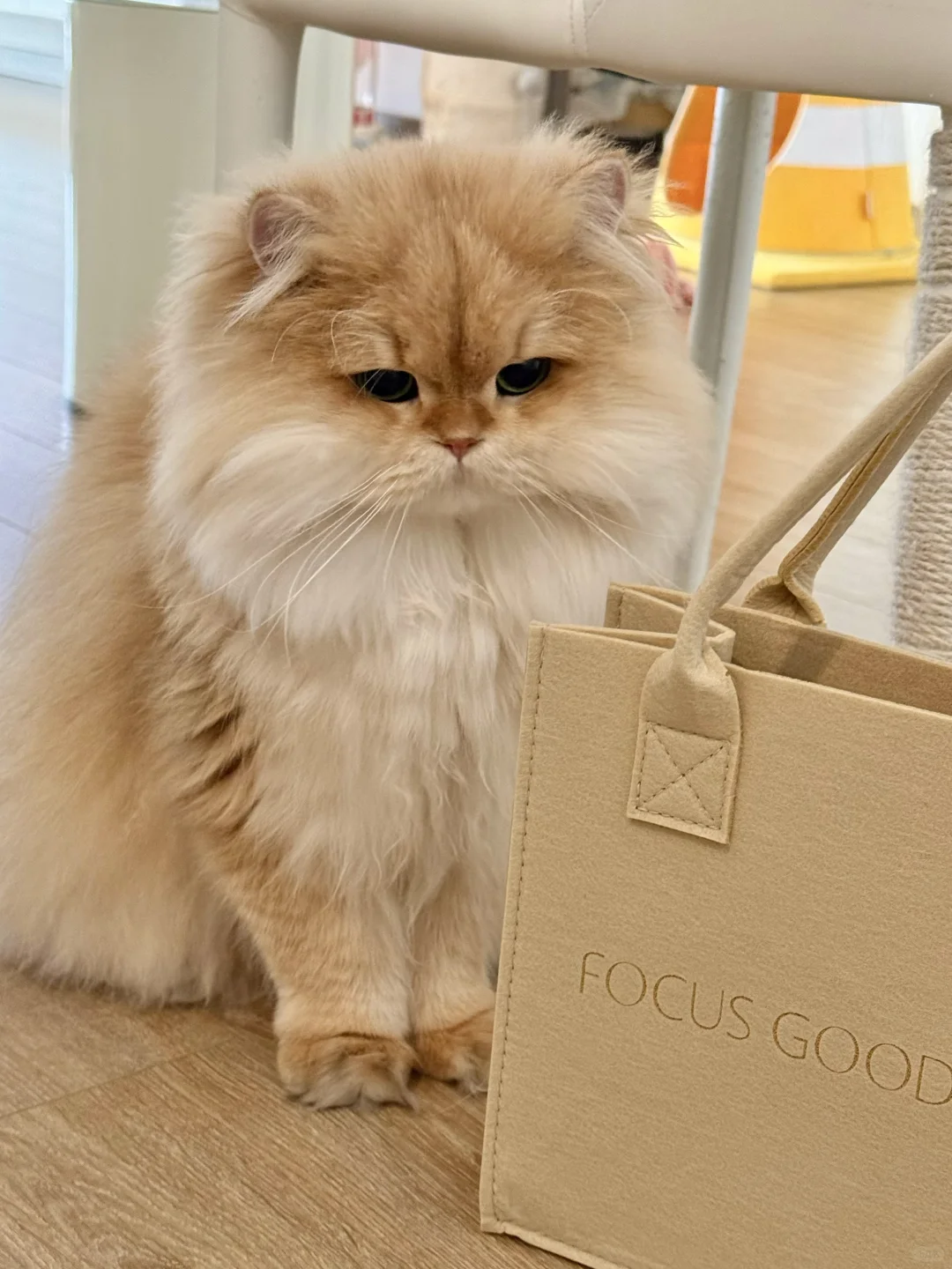 不给玩球球又又又臭脸了！