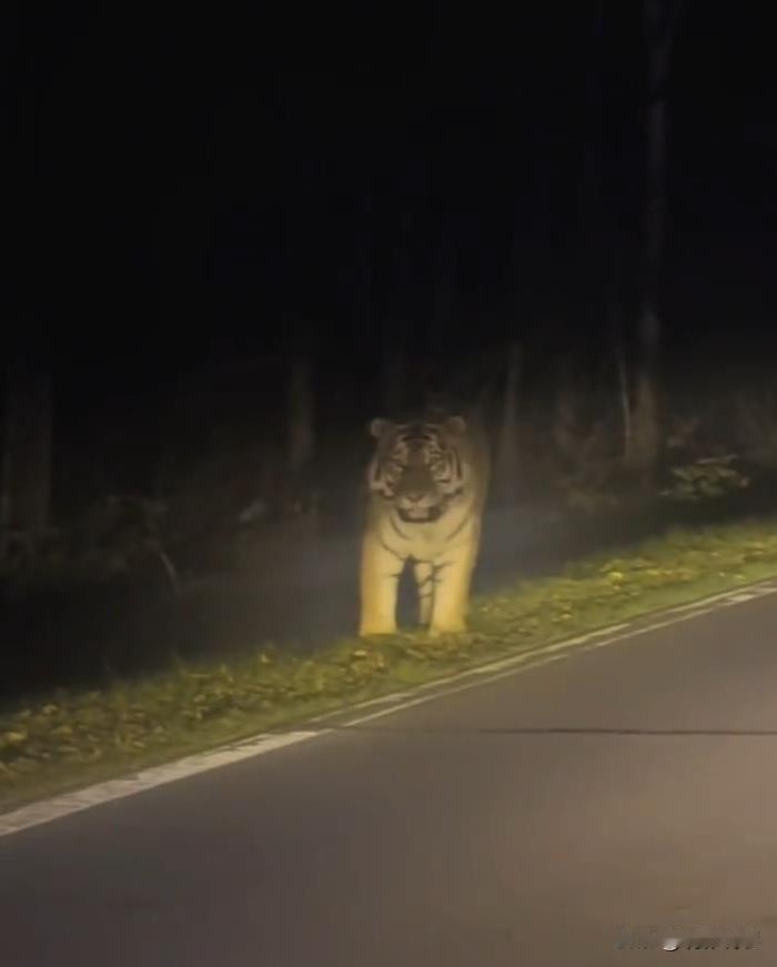 10月18日，有网友发视频称，他在吉林省国道附近自驾时，遇到了一只体型较大的野生