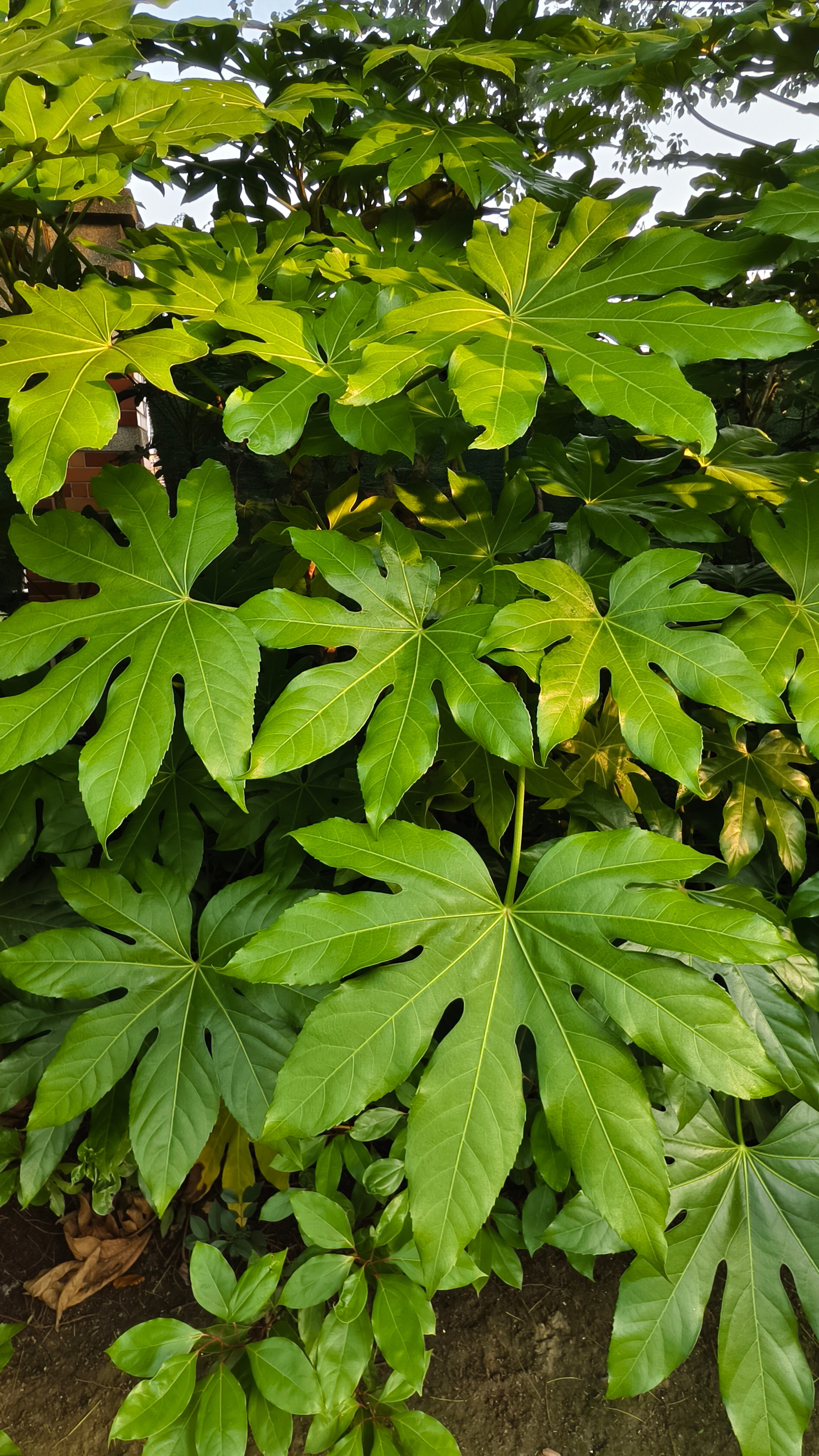 天气好好，不热不闷。 