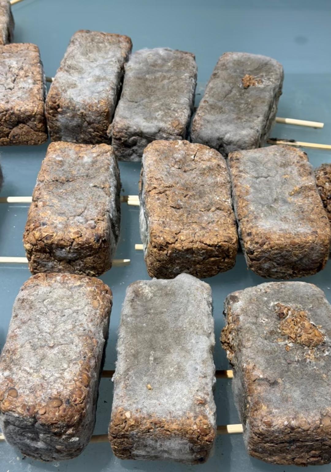 开春儿又到下酱的时候了，只有真正的东北人懂得这一口！