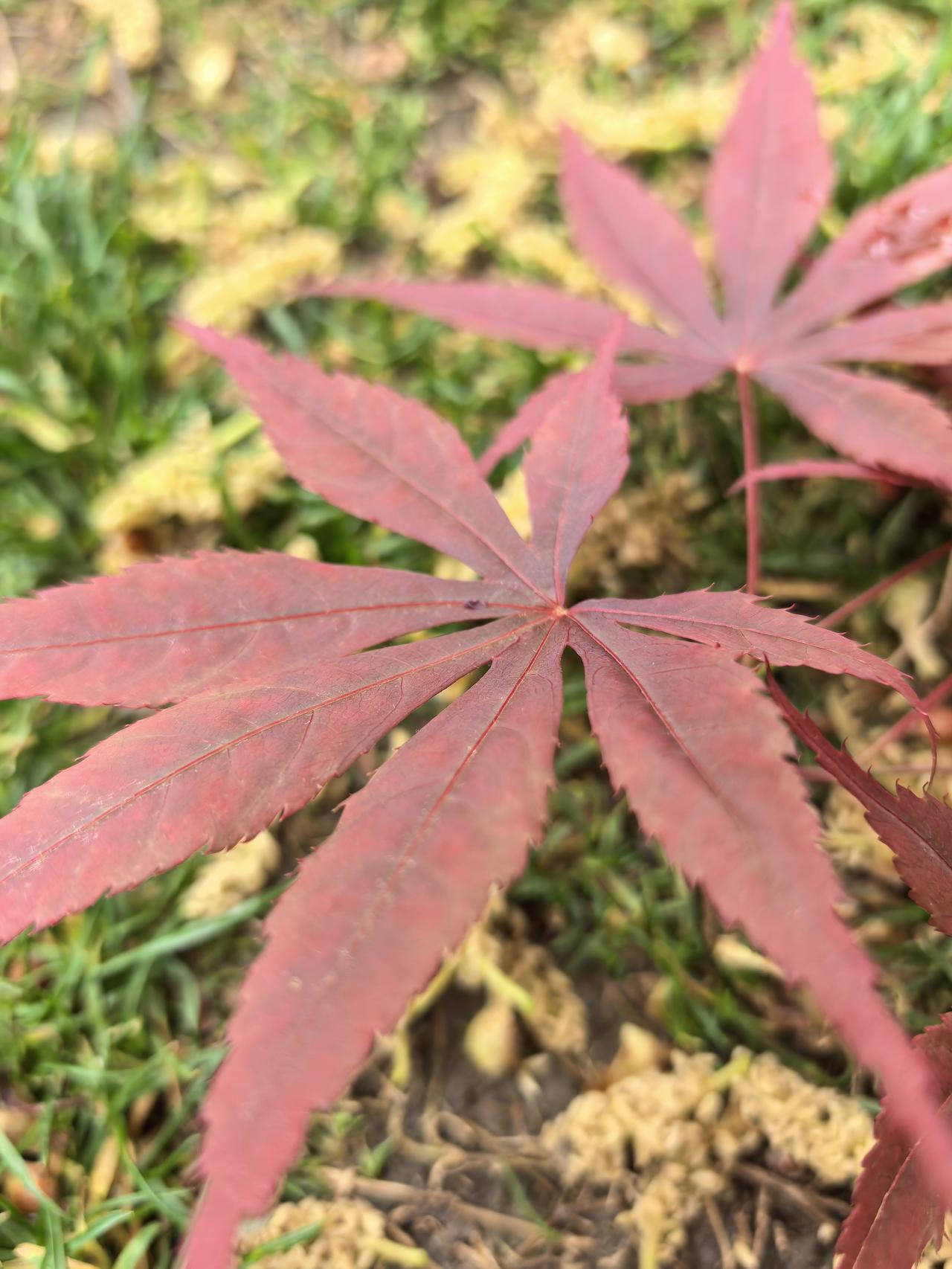 分享一张最美的枫叶照片