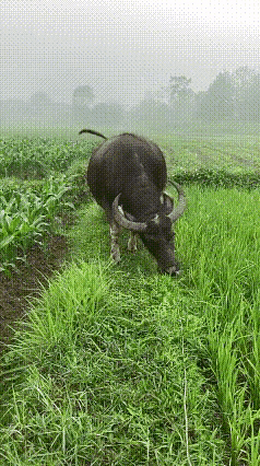 青青田边草，水牛乐逍遥
