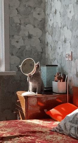 猫猫：今天这堂课我们学习自由落体实验，实验器材有很多，要挑那种响声比较大的 ​​