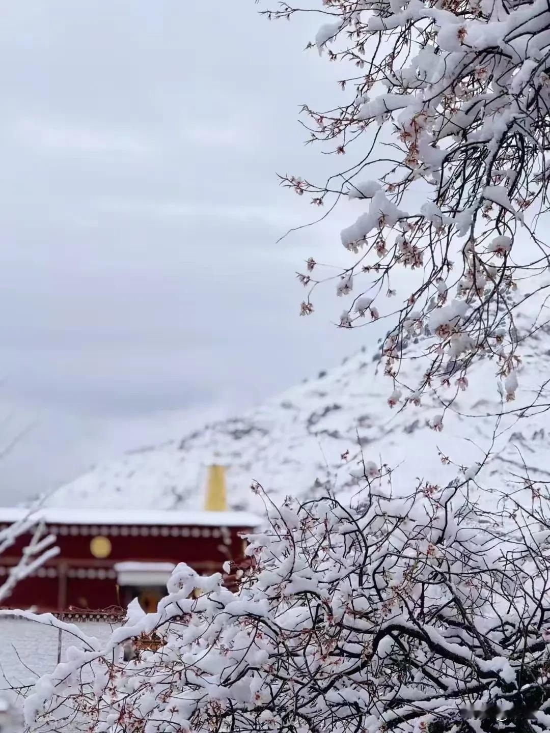 山寺桃花配雪花❄️