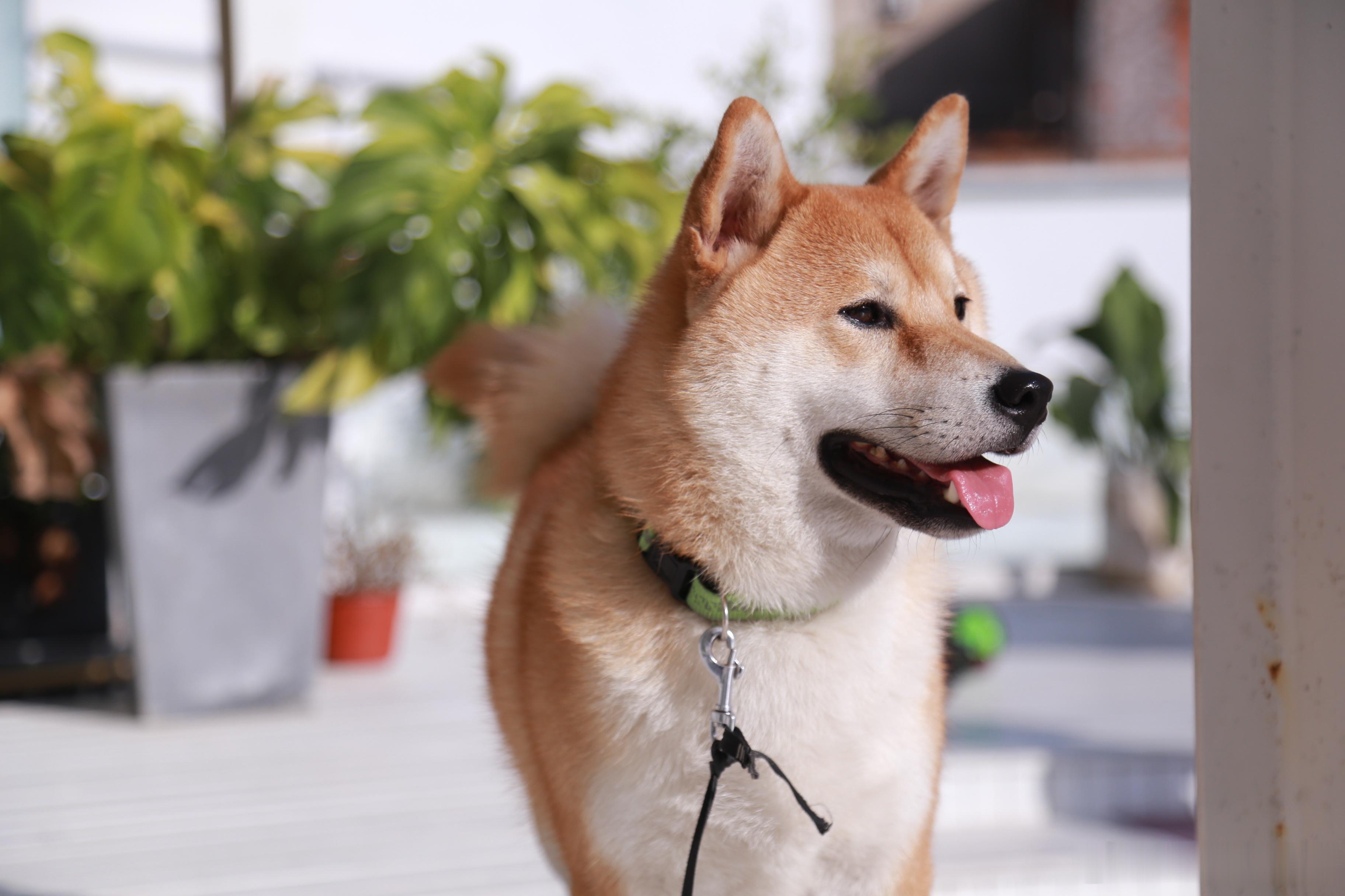 分享下我的狗子，挽回下它最近丢失的形象！柴犬 老骥伏枥、志在千里，老狗伏地、“哈