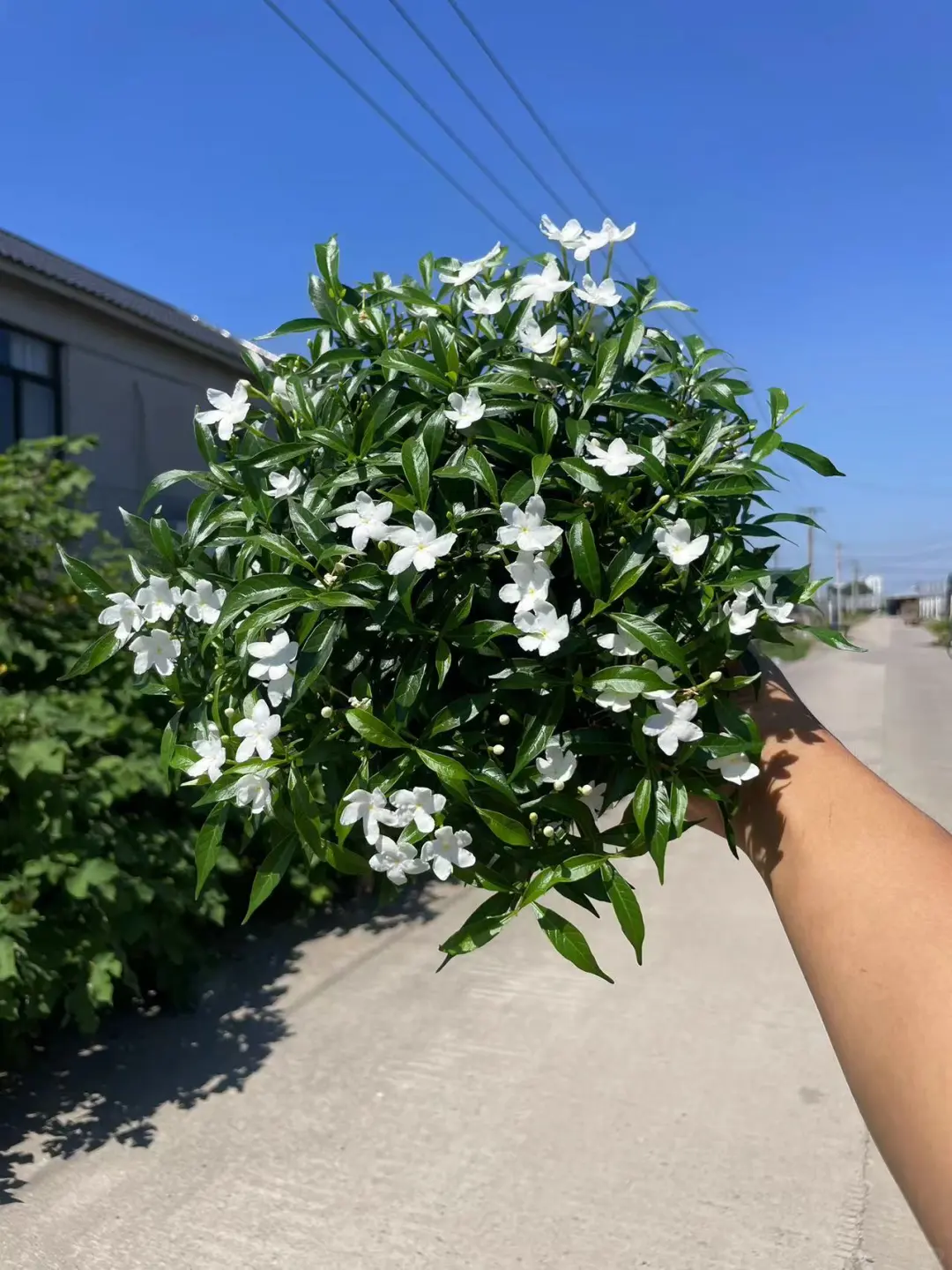 又一款耐热开花植物｜珍珠花