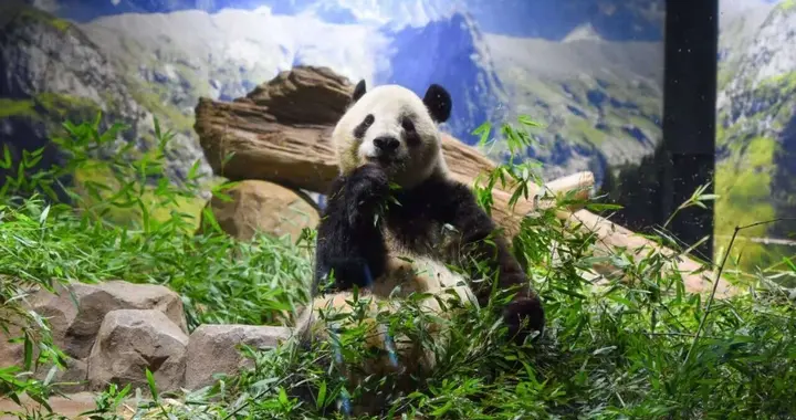 旅日双胞胎大熊猫幼崽“晓晓”和“蕾蕾”平安接返回国