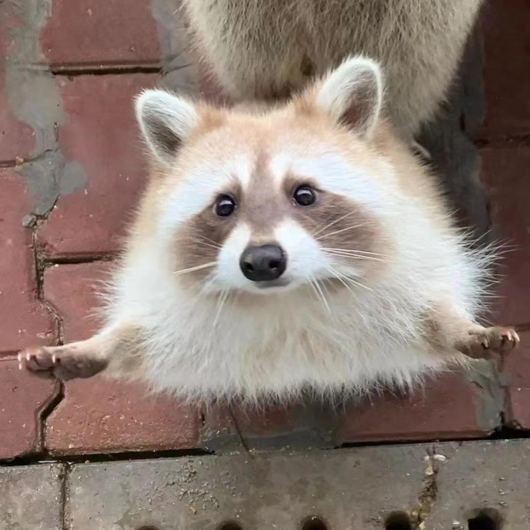 给点吃的给点吃的 