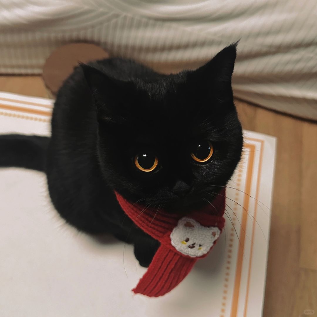 偶遇了世界上最凶猛的年兽