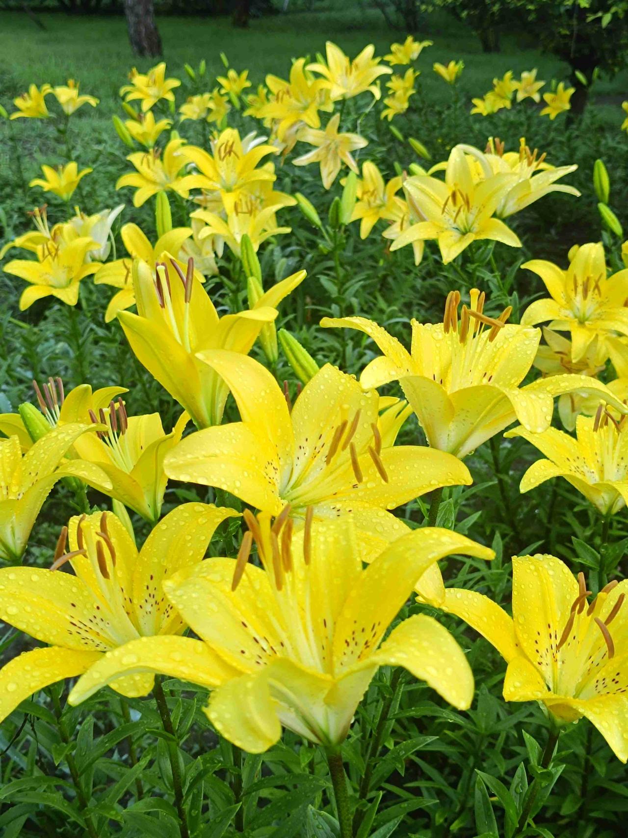 公园里，撞见一整片盛放的黄百合，满目暖金格外治愈。六片明黄花瓣舒展，瓣面缀着晶莹