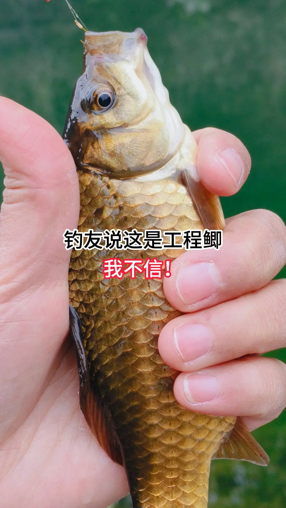 这到底是本地鲫鱼还是工程鲫？