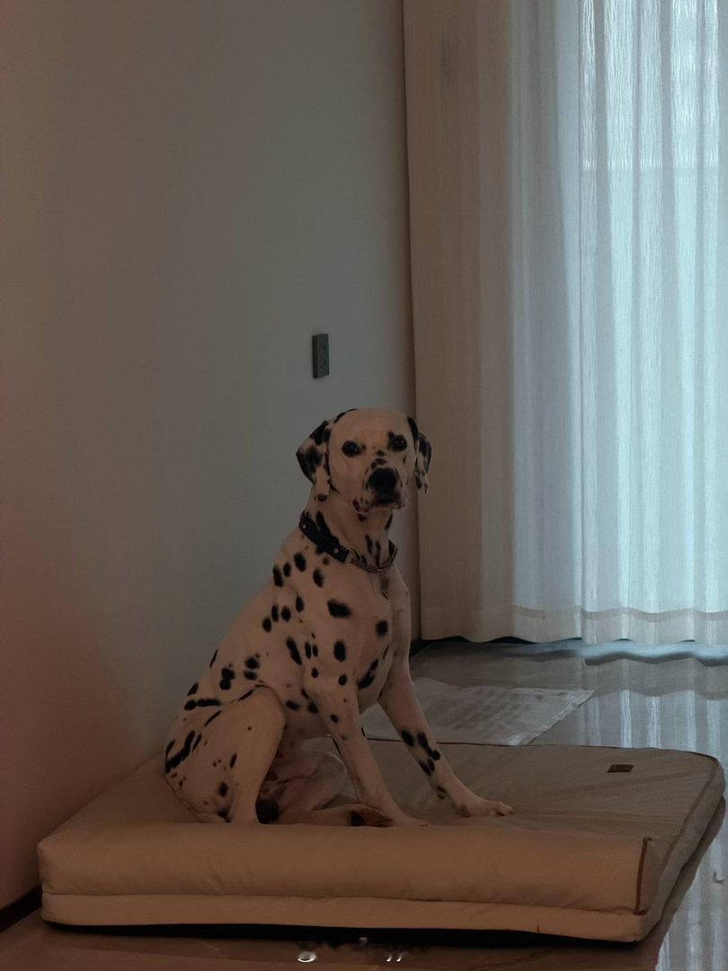 calico绝世好狗🐶❤️❤️  ​​​