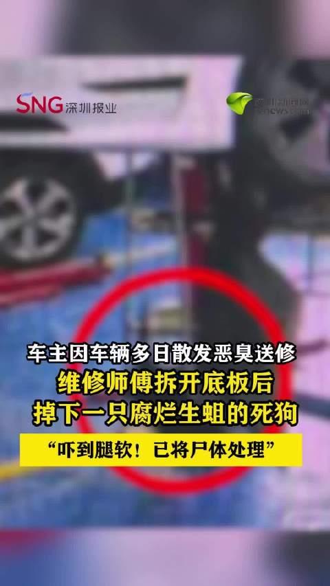 广州，一辆电车车主，因连续多日发现自己车内散发恶臭，便将车开到一家维修店检查发臭