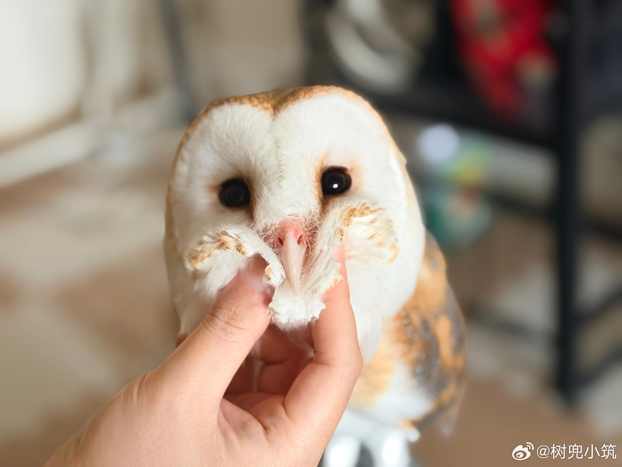奶 fufu 的仓鸮，一颗温柔苹果爱心脸💛今日份治愈已送达~ 