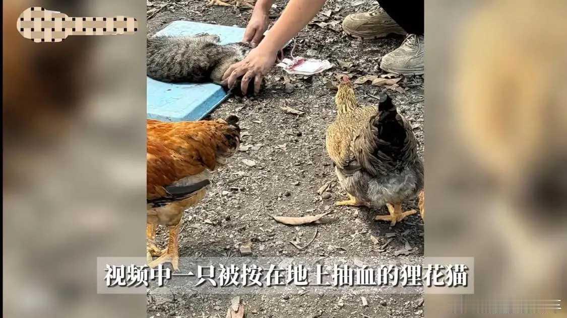 动物血库 抽流浪猫血 恐怖！网传有人把流浪猫当血猫，抽完血就扔，一只可以赚240