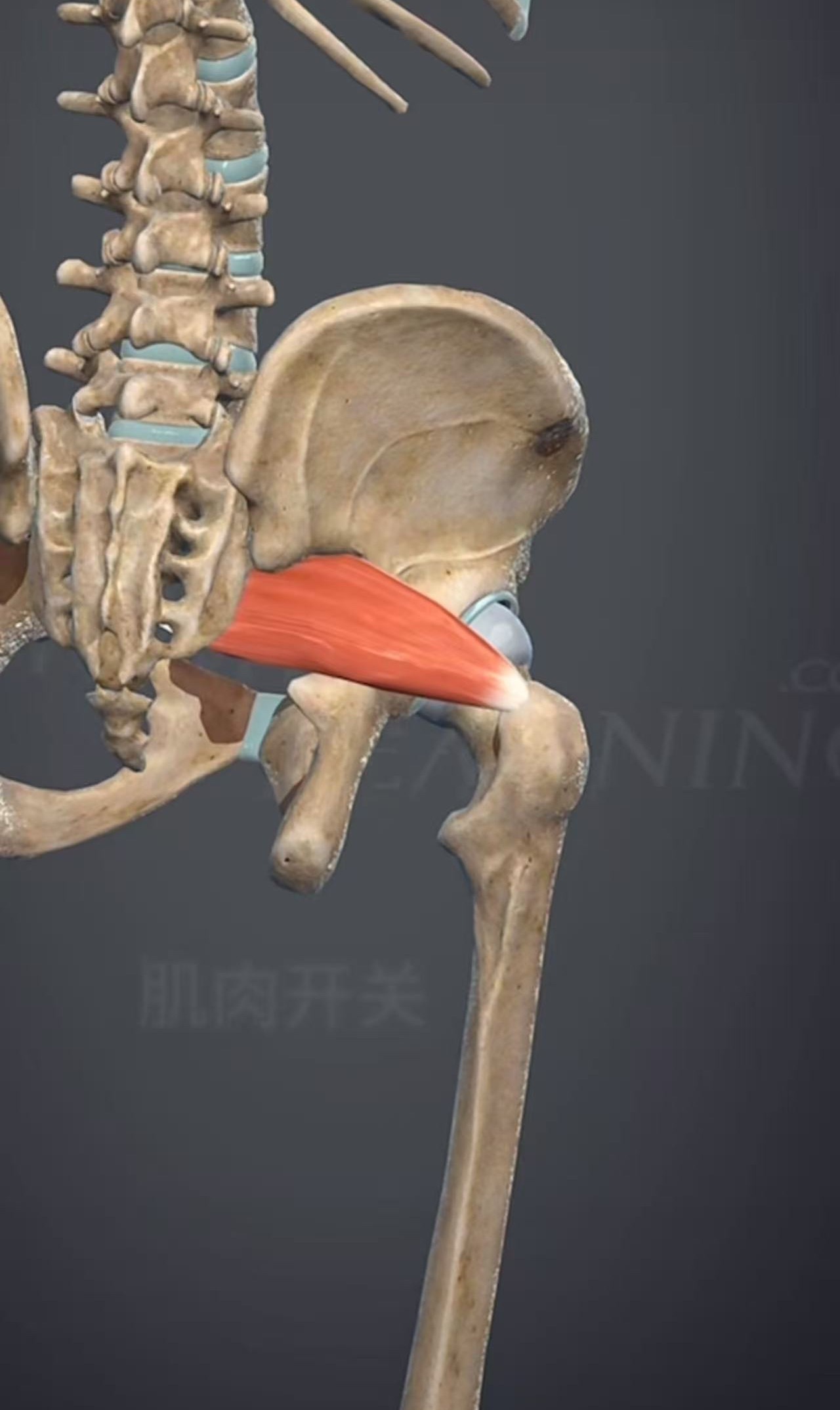 梨状肌拉伤 这么疼呢！ 且疼这么久么？两周了，还需要布洛芬才能入睡…上次这个疼痛