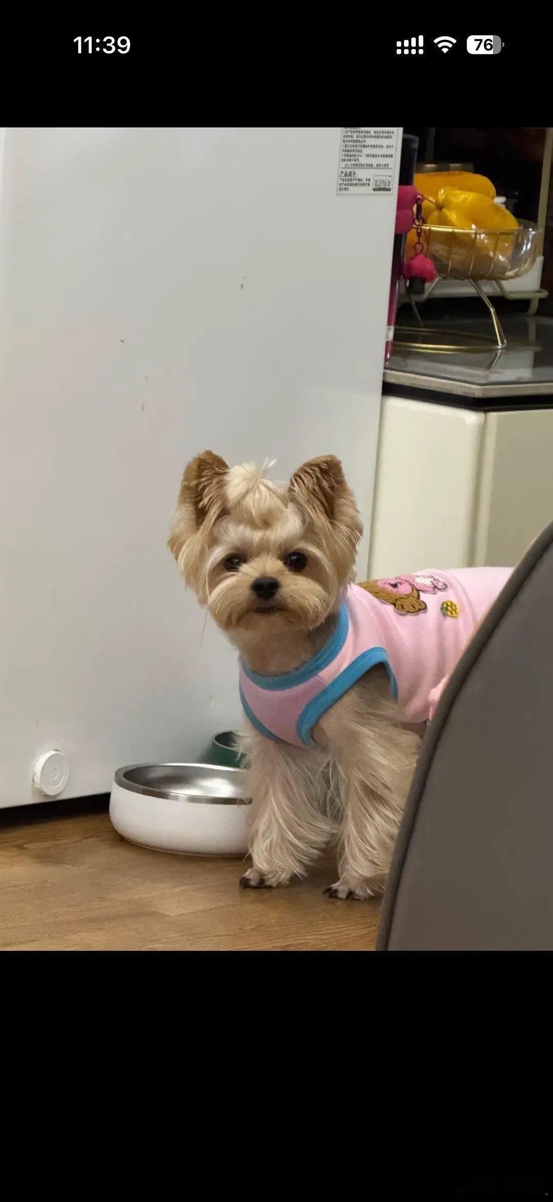 208就是这样不懂装懂赶潮流立人设。。。。超恶心。。。。以前很多208流行养折耳