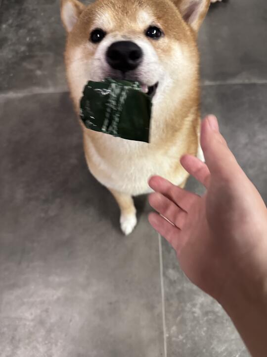 吃粽子了吗