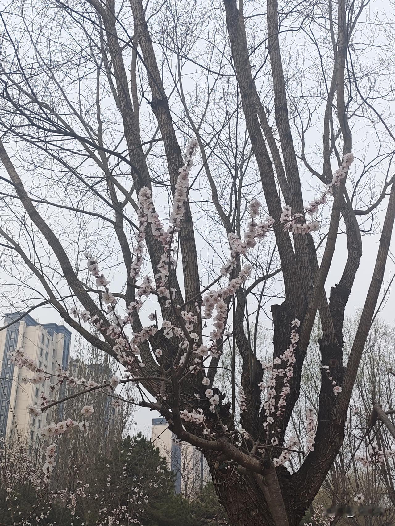 春日生活打卡季