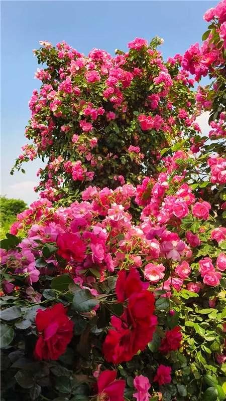 粉嫩玫瑰盛开，春意盎然，美不胜收！🌸🌸🌸