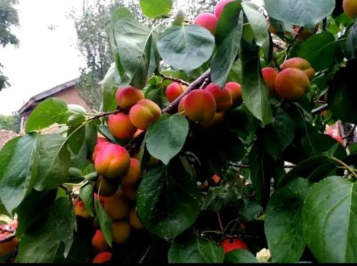 红杏出墙谁不尝
装啥正经君子郎
都是凡夫俗子客
——？

上联：枝头红杏望；
上