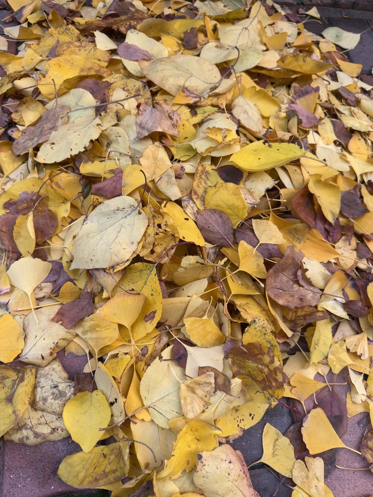 踩在银杏叶铺就的金毯上，想起它曾是枝头蓬勃的绿，如今，化作温柔黄。像时光的信笺，