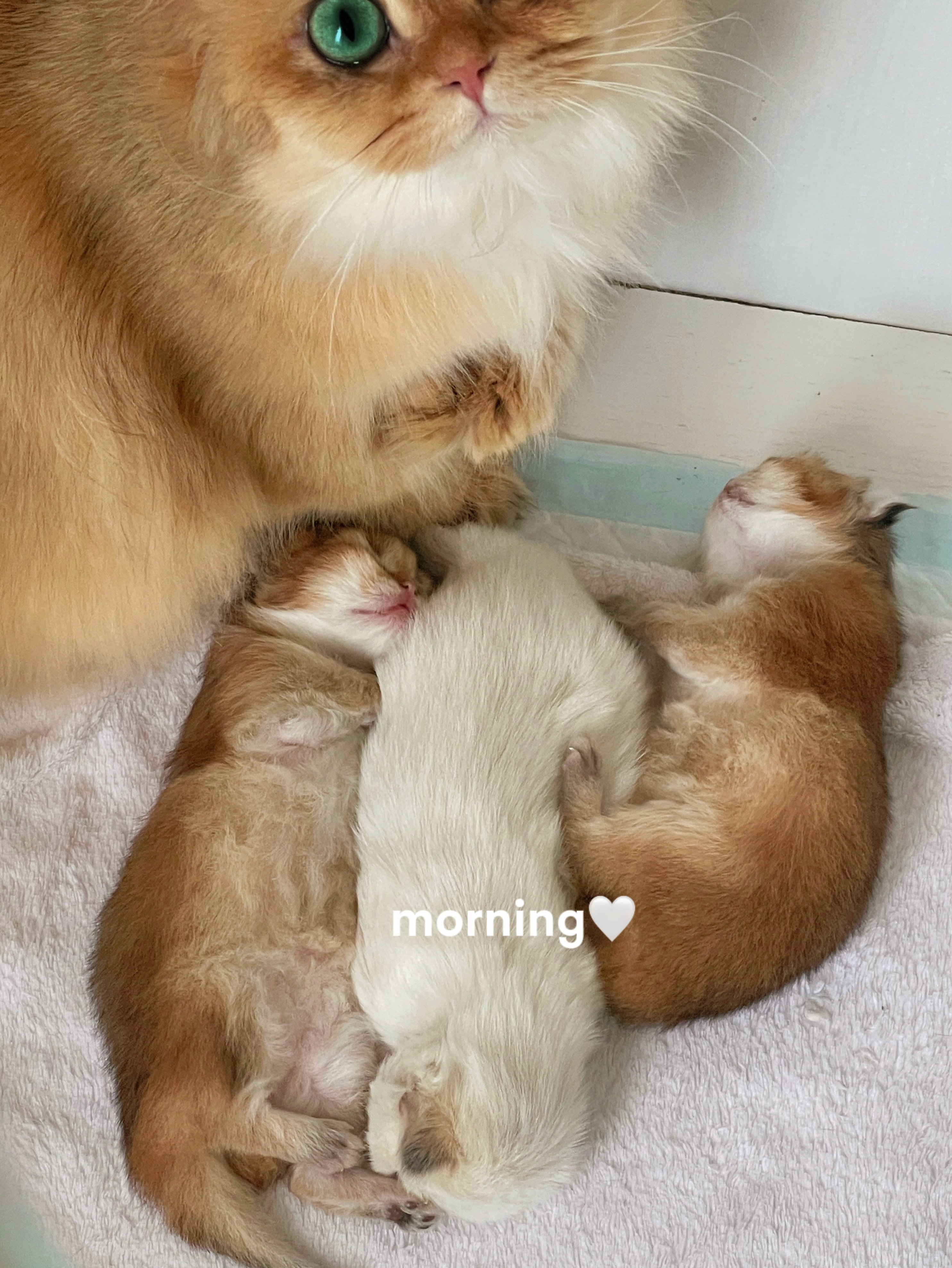 🧡#英国长毛猫##金渐层##金点# ​​​