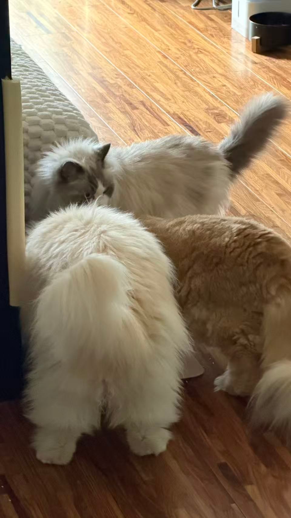 夏夏成为了娃娃脸的猛男（家长） 