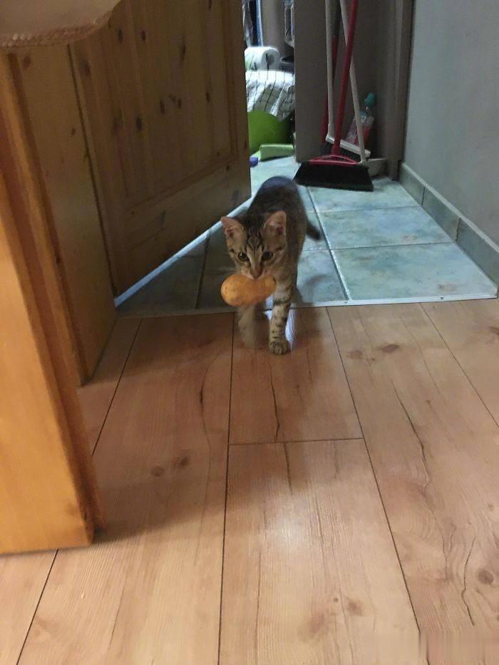猫的报恩，[我想静静]铲屎官很纠结：猫主子又去邻居家偷了一个土豆送给我，可是我上