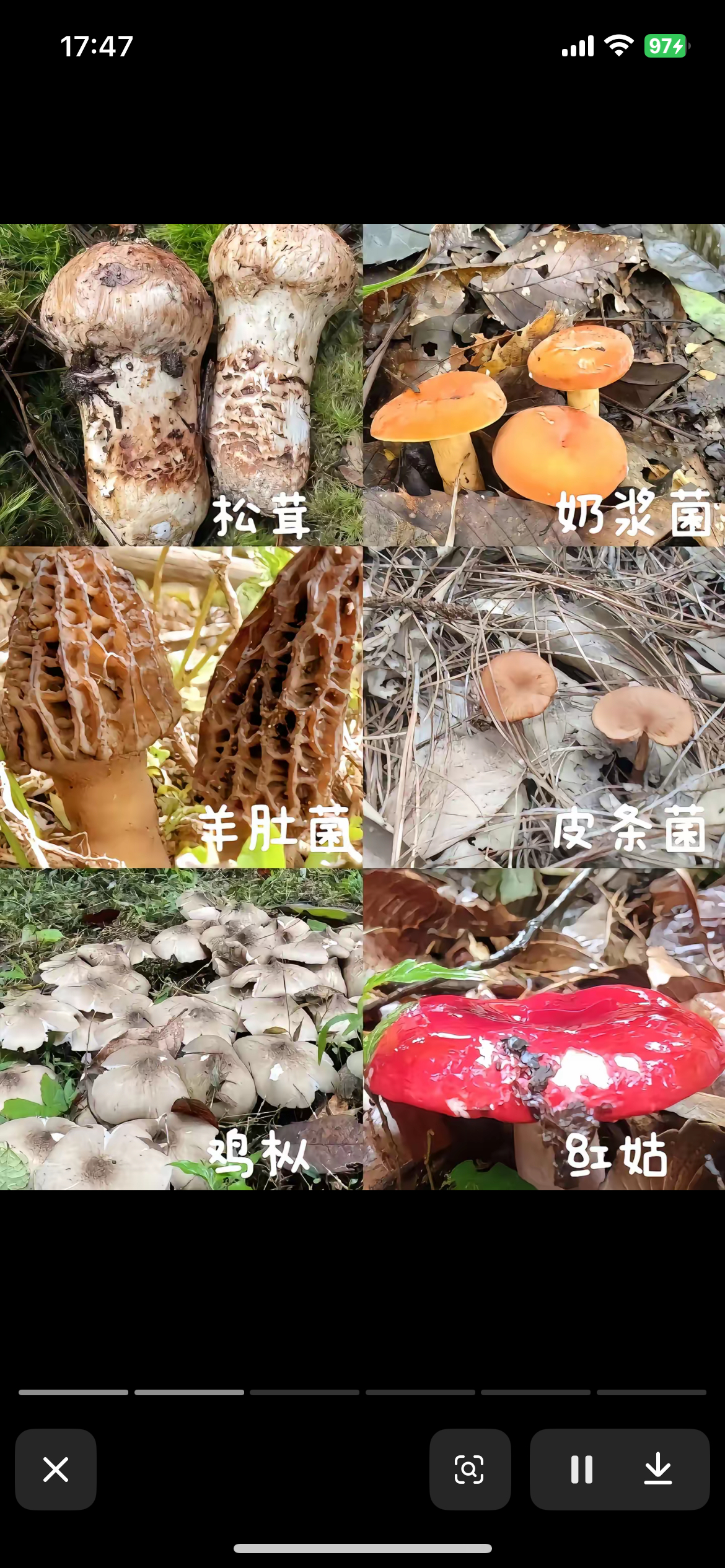 丈夫以为妻子是蛇打斗至27楼野生菌的毒性幻觉也太吓人了，好好的夫妻愣是从十几楼打