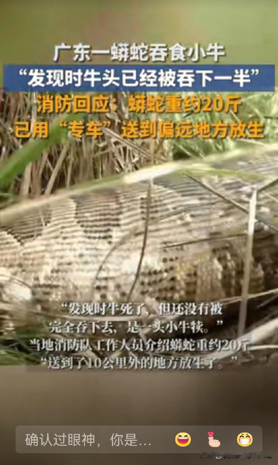 “堪比恐怖片!”广东汕尾，一村民因家里牛犊一直没回家，就跑到山上寻找，结果却在草