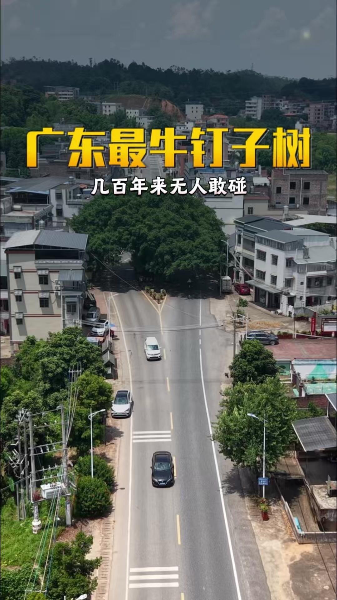 1️⃣村民拼死守护：谁要是敢动它，全村人都准备拿锄头拼命！这棵树在村民心里地位太